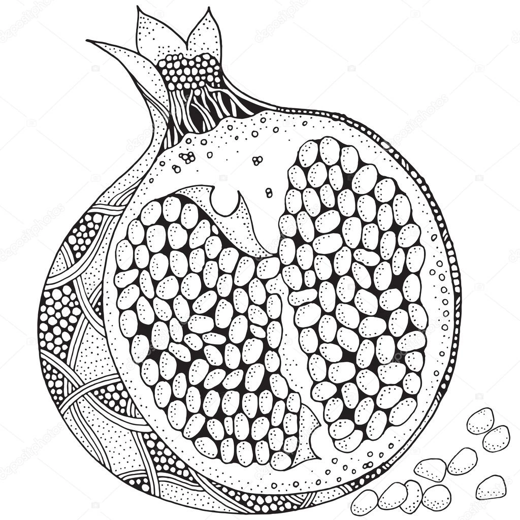 Coloring book cross section of delicious pomegranate